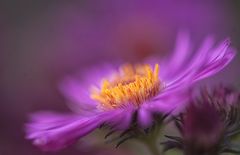 Aster