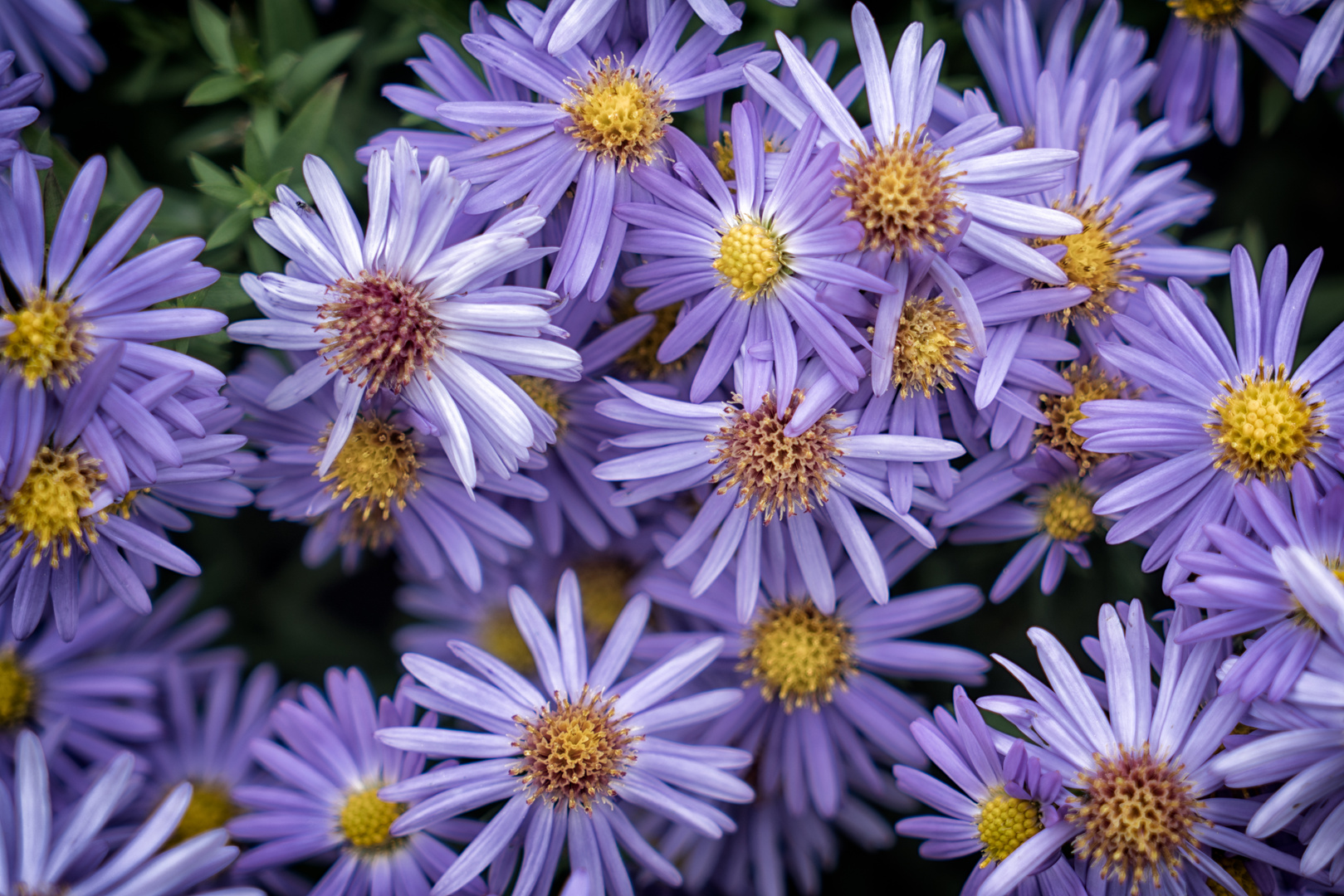 Aster Ericoides