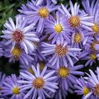 Aster Ericoides