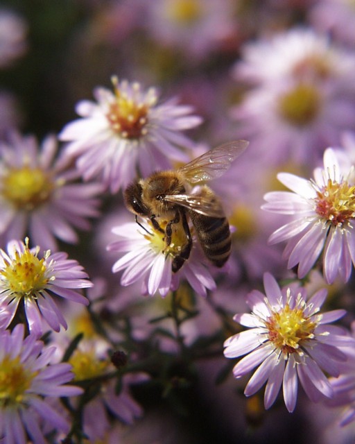 Aster ericoides 'Pink Cloud' mit Biene