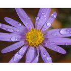 aster et gouttes de pluie