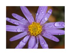 aster et gouttes de pluie