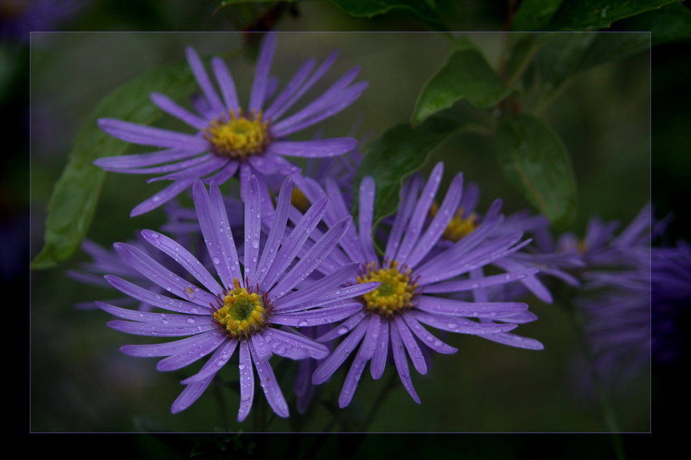 Aster