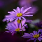 Aster