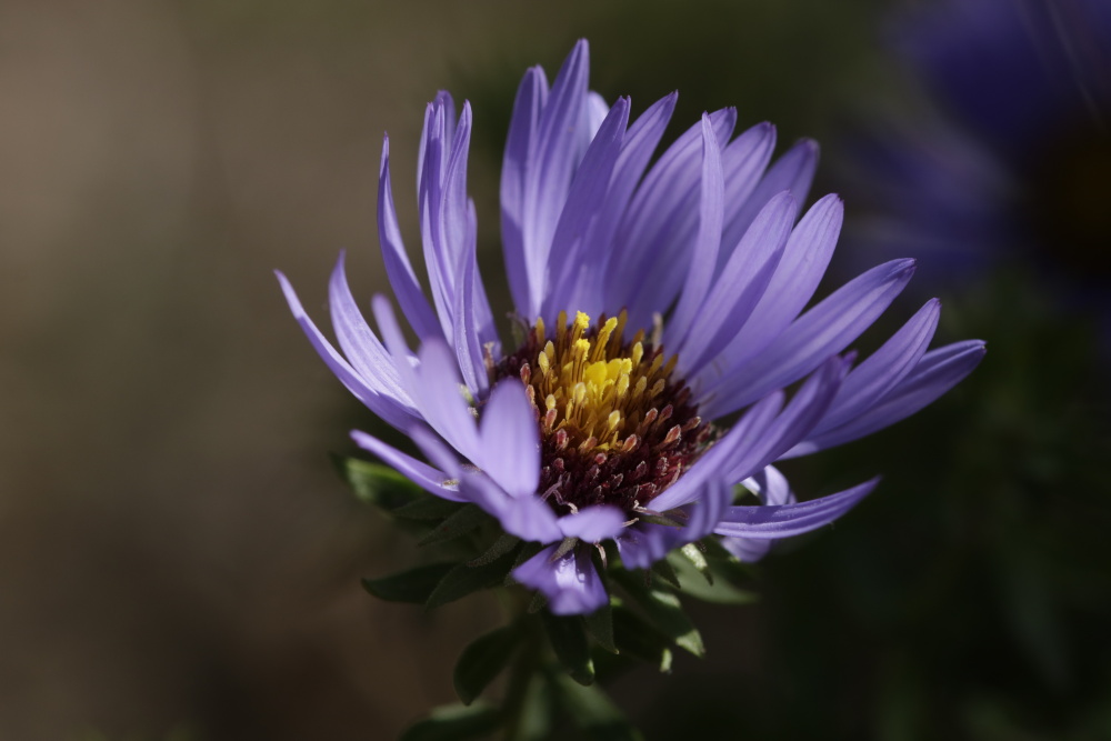 Aster