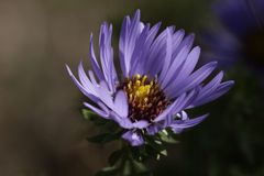 Aster