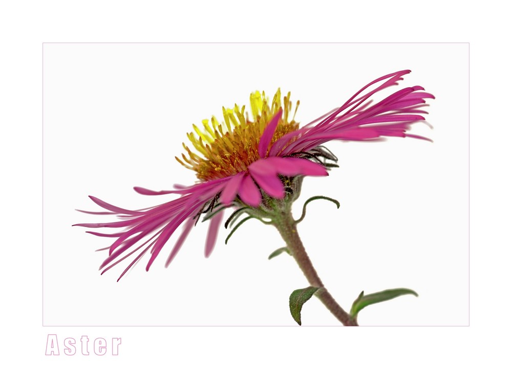 Aster