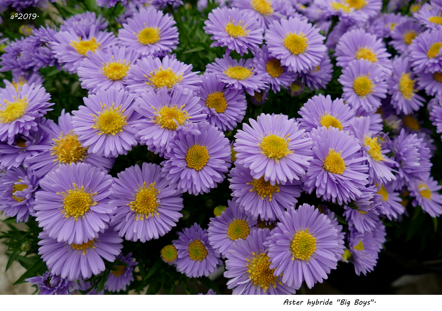 Aster Hybride 2019 302 Foto Bild Natur Herbst Pflanzen