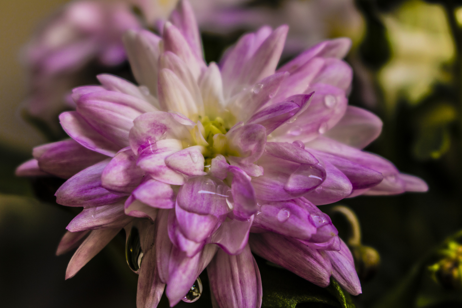 Aster im Garten