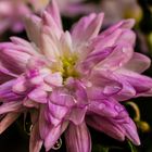 Aster im Garten