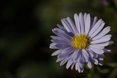 Aster im Herbst