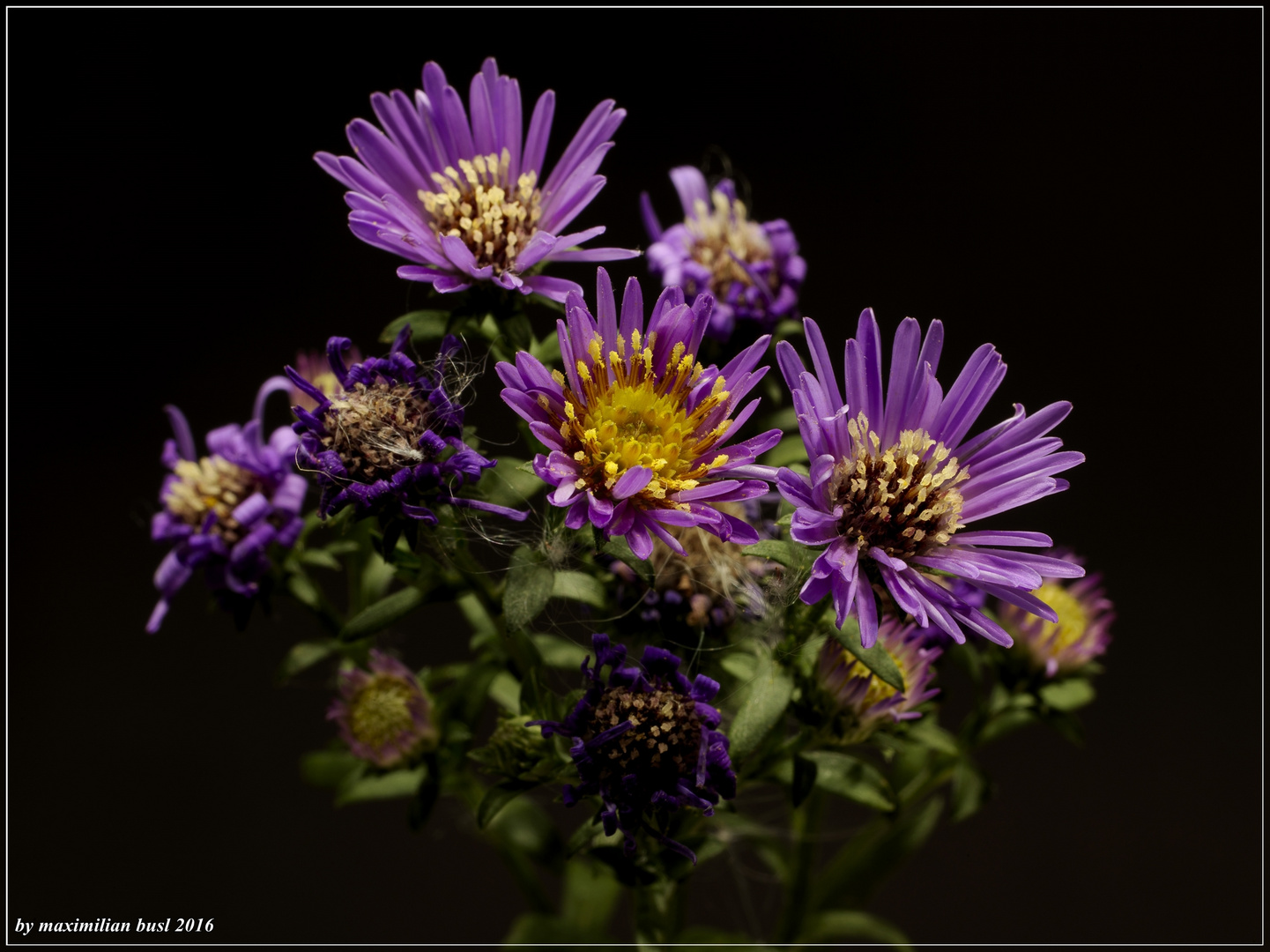 Aster im Herbst