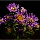 Aster im Herbst