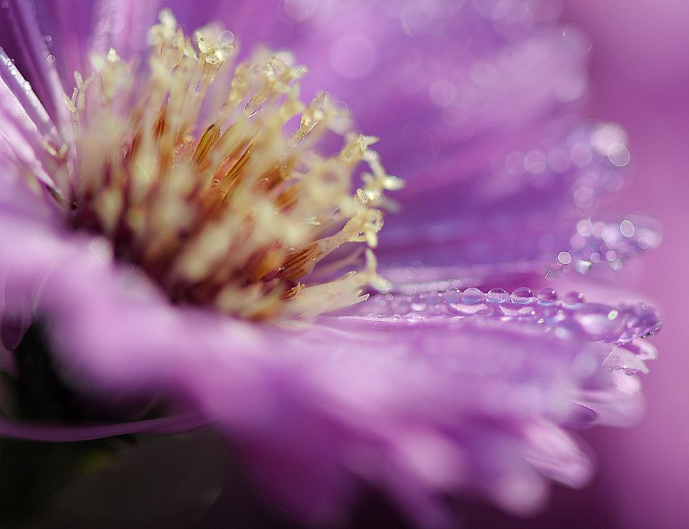 Aster im Licht...