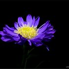 ASTER im LICHT