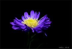 ASTER im LICHT