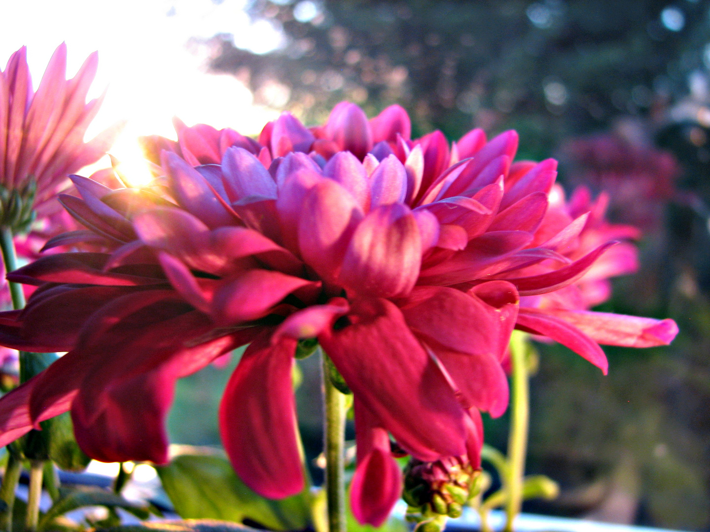 Aster im Sonnenuntergang