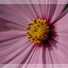 Aster im Spätsommer