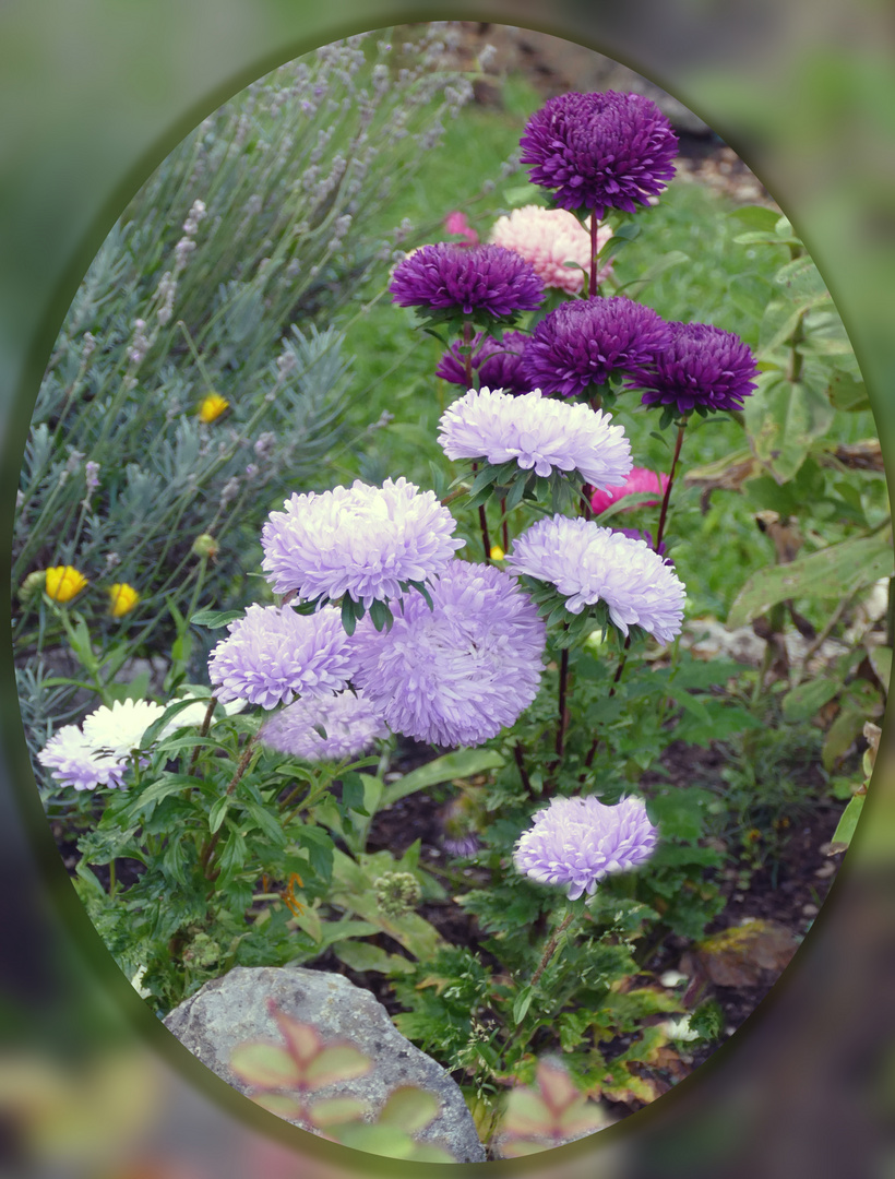  Aster in Nachbarn Garten 