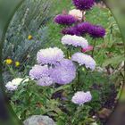  Aster in Nachbarn Garten 