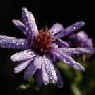 Aster in the morning