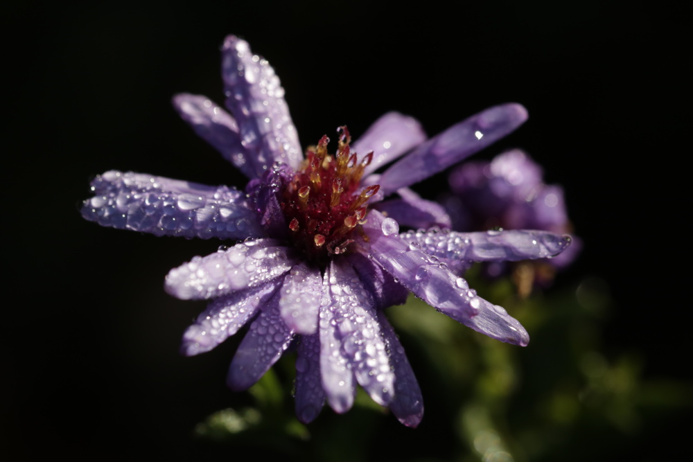 Aster in the morning