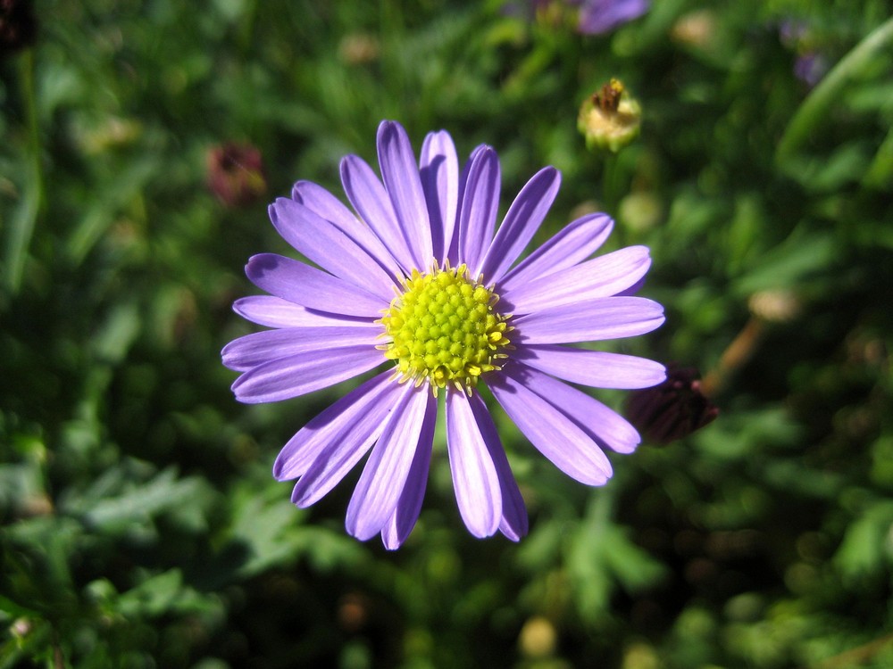 Aster la vista