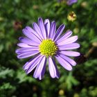 Aster la vista