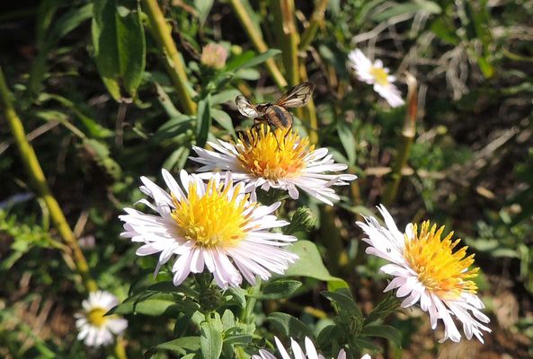  Aster lançéolé (Symphyotrichum lanceolatum)