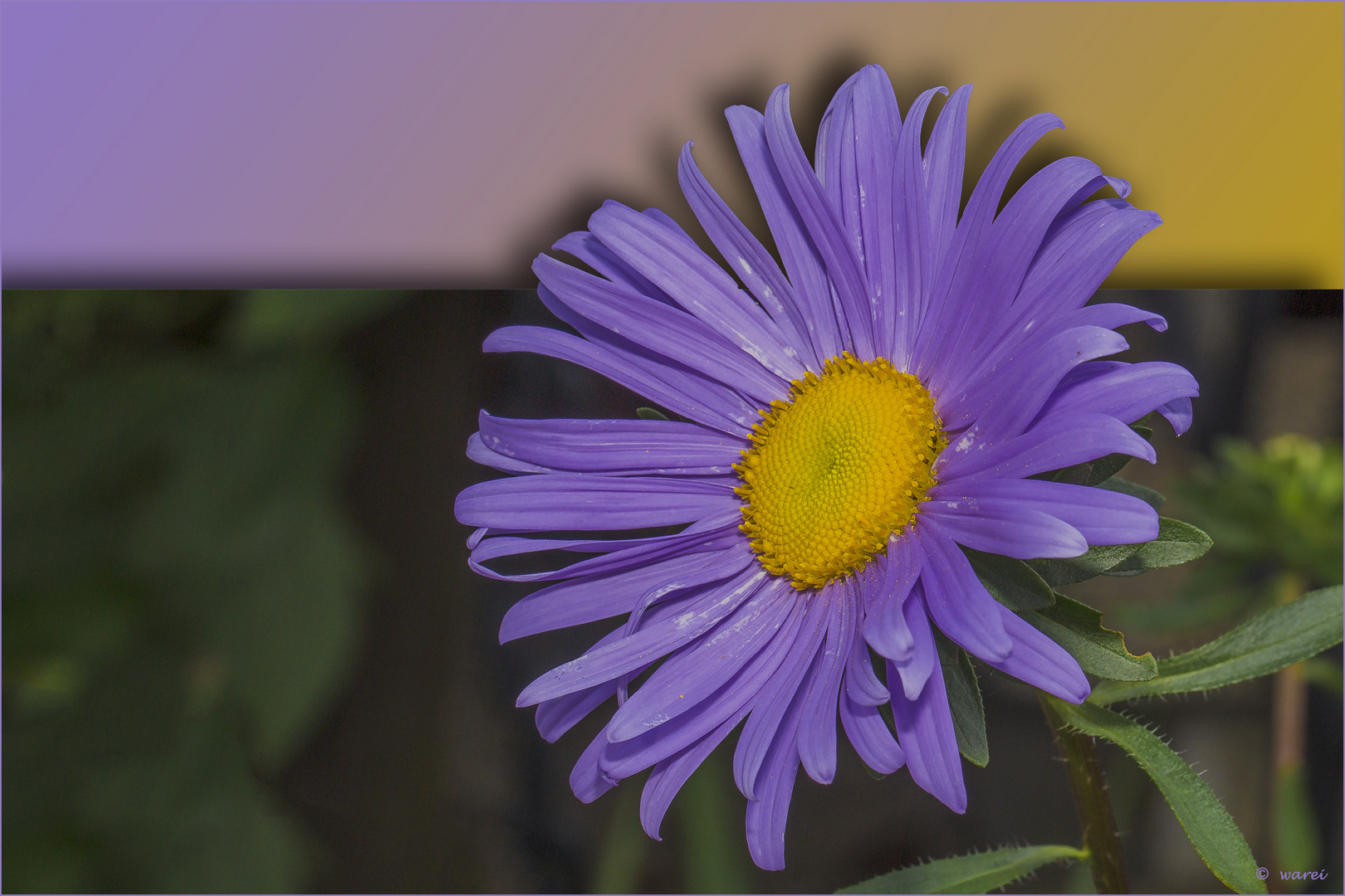 Aster lila