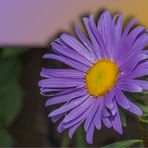 Aster lila