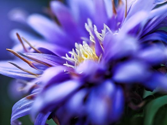 Aster Makro