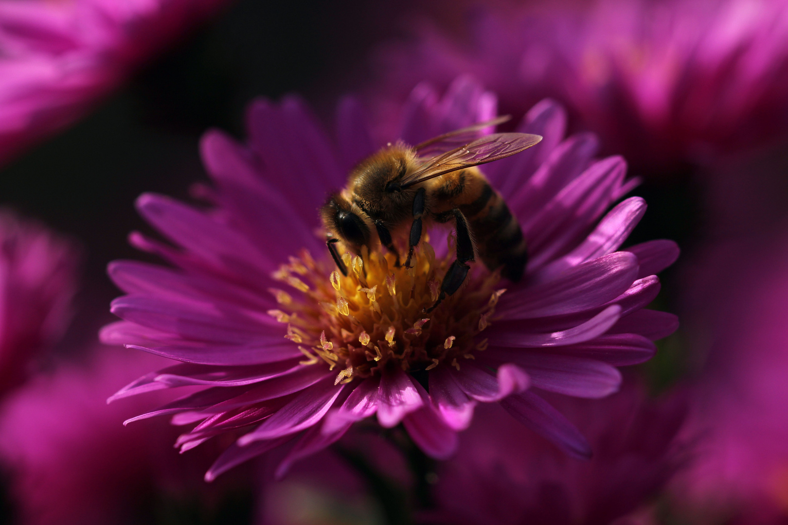 Aster mit Besuch