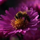 Aster mit Besuch