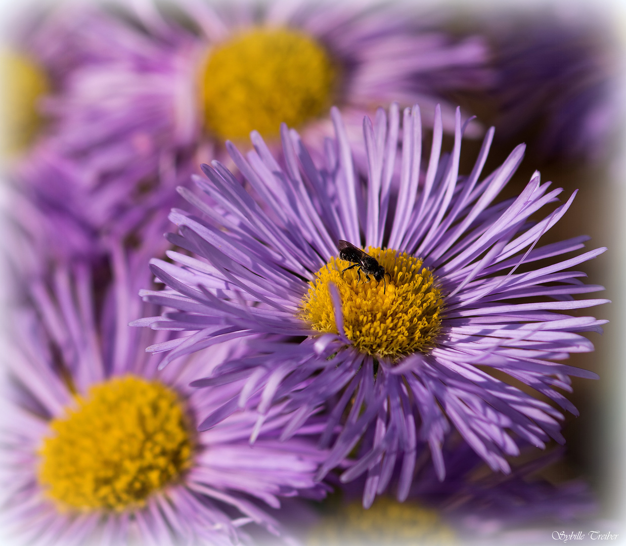 Aster  mit Besuch