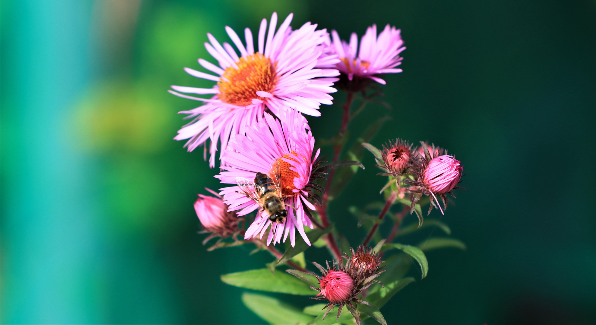 Aster mit Besucher