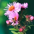 Aster mit Besucher