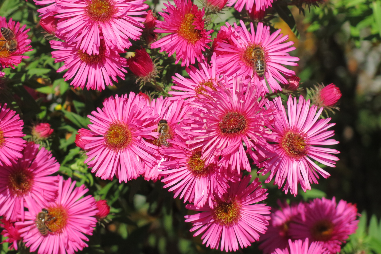 Aster mit Biene