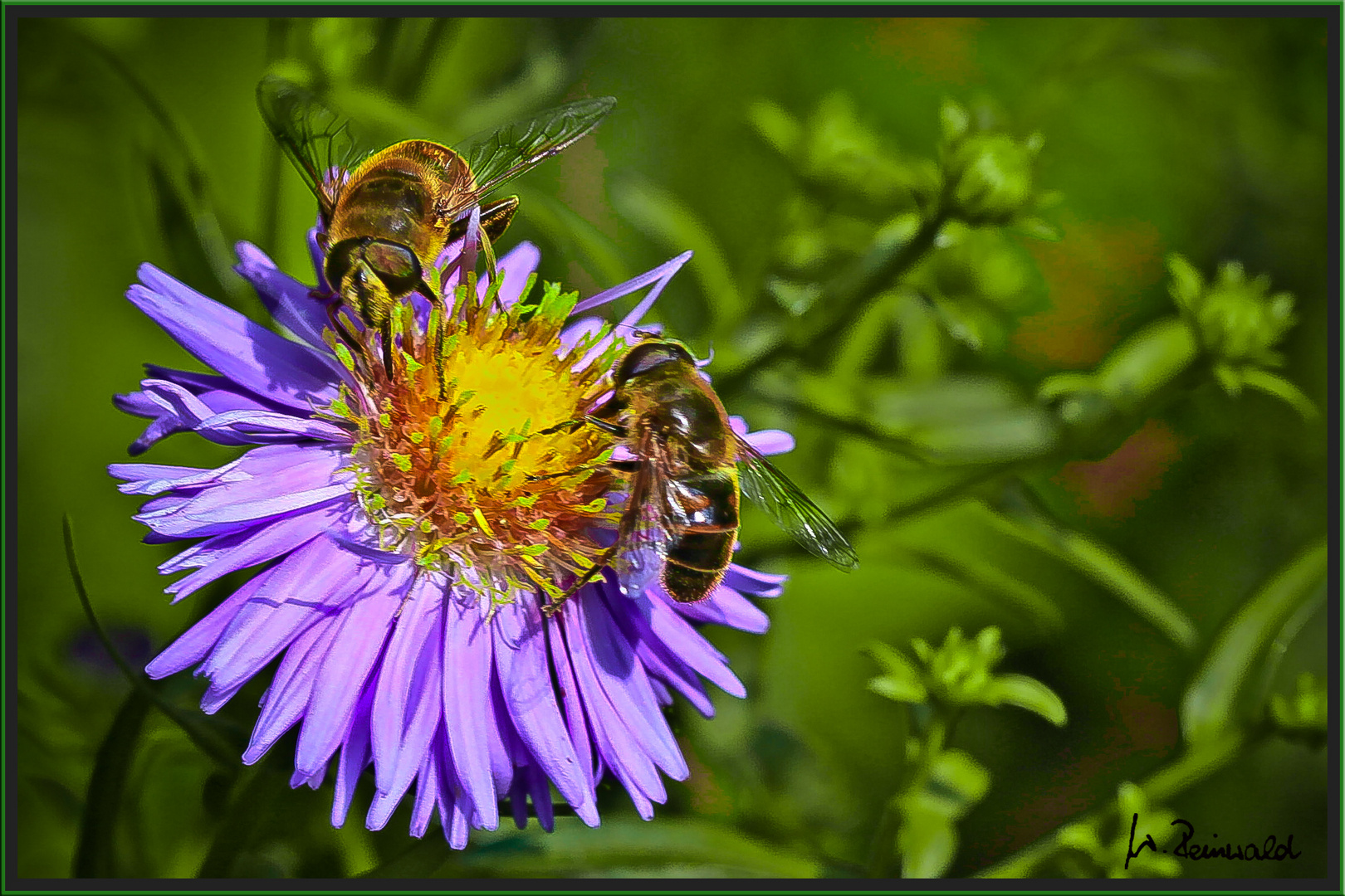 Aster mit doppeltem Besuch