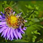 Aster mit doppeltem Besuch