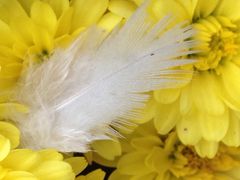 Aster mit Federschmuck