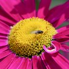 Aster mit Fliege