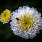 Aster mit Fliegenbesuch