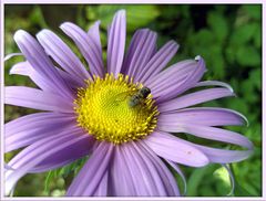 Aster mit Gast