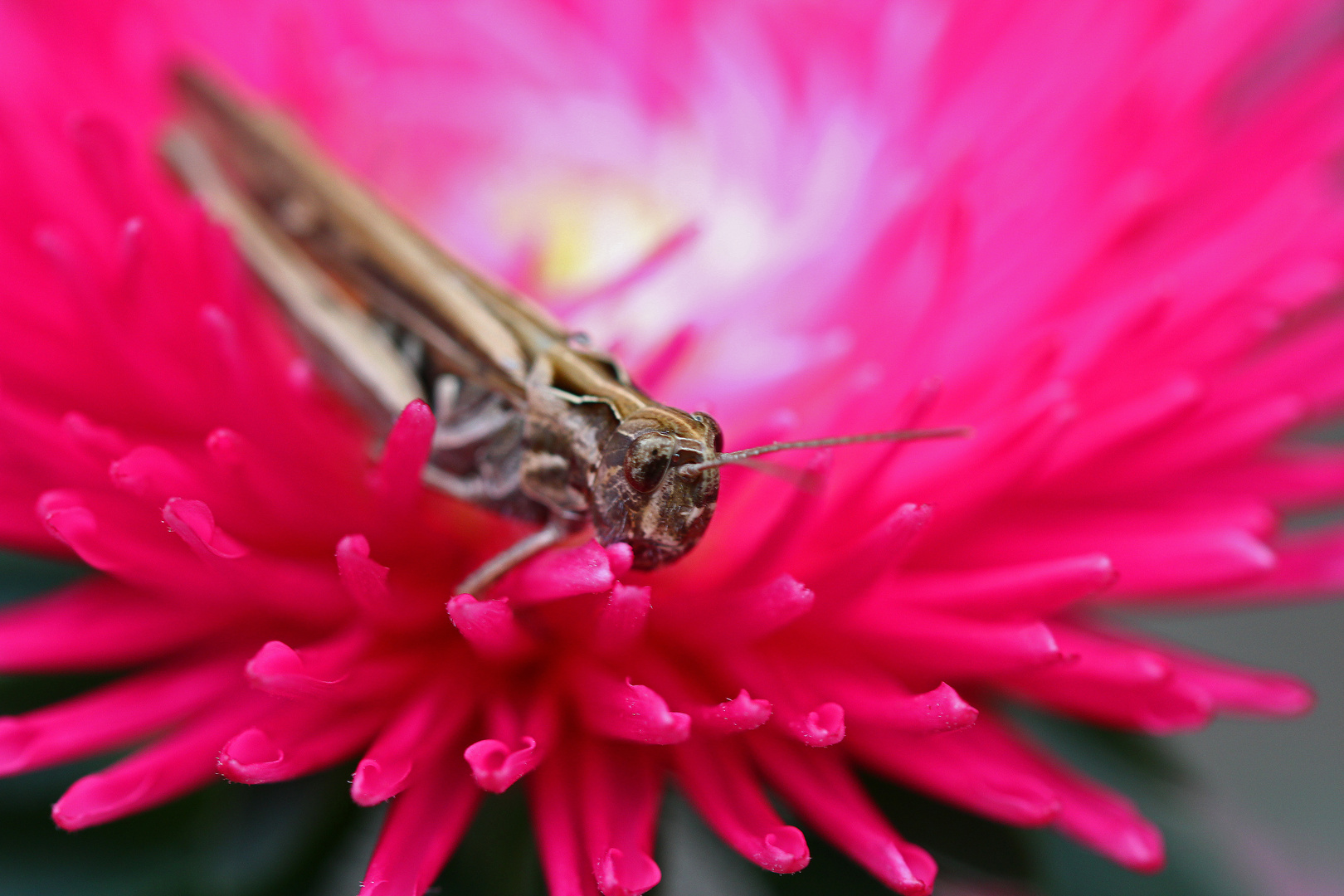 Aster mit Heuschreckenbesuch