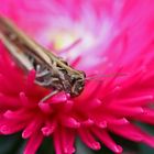 Aster mit Heuschreckenbesuch