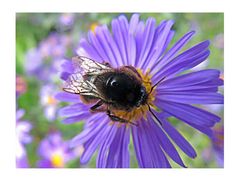 Aster mit Hummel