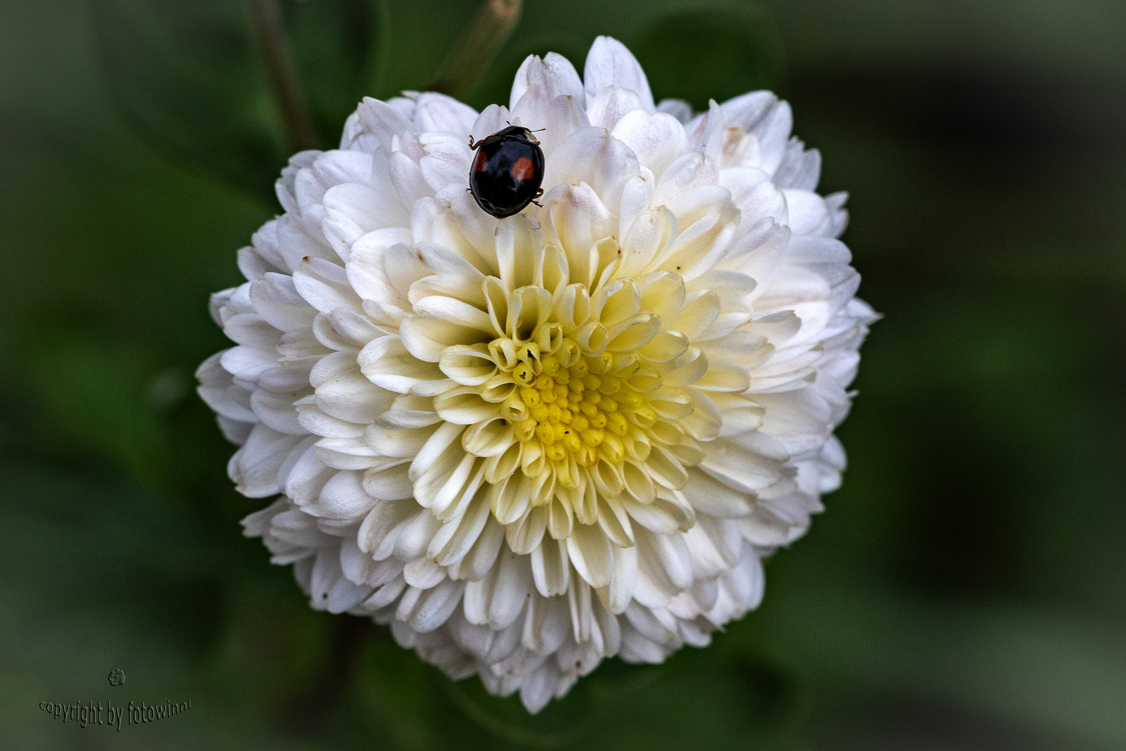 Aster mit Marienkäfer