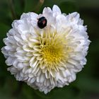 Aster mit Marienkäfer