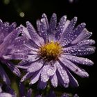 Aster mit Morgentau